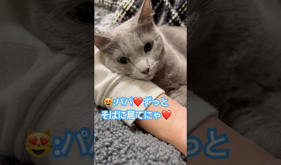 パパと愛猫が恋人すぎて複雑な気持ち😭 #猫 #ロシアンブルー #猫のいる暮らし  #shorts