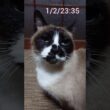 昨日と早朝のシャム猫さん🐾#猫 #ねこ #cat #Shorts