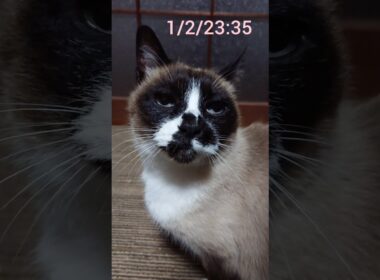 昨日と早朝のシャム猫さん🐾#猫 #ねこ #cat #Shorts