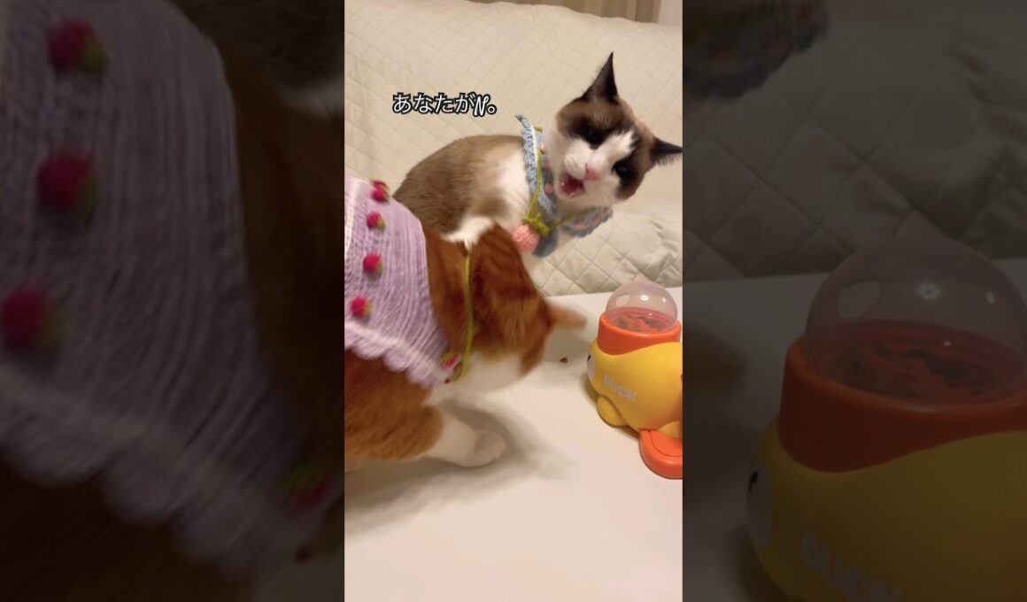 スノーシュー猫がSで茶トラがNです #shorts #猫 #猫好きさんと繋がりたい