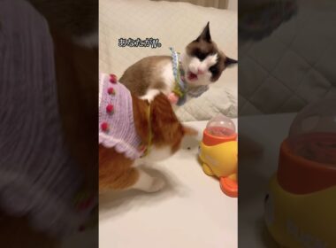 スノーシュー猫がSで茶トラがNです #shorts #猫 #猫好きさんと繋がりたい
