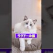 【1分で猫種紹介 ＃ラグドール編】モコモコで可愛いラグドールの素顔とは、、、？