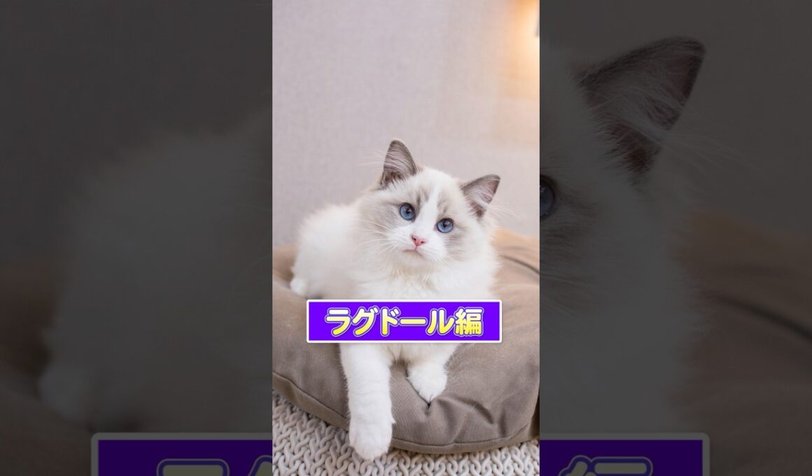 【1分で猫種紹介 ＃ラグドール編】モコモコで可愛いラグドールの素顔とは、、、？