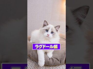 【1分で猫種紹介 ＃ラグドール編】モコモコで可愛いラグドールの素顔とは、、、？