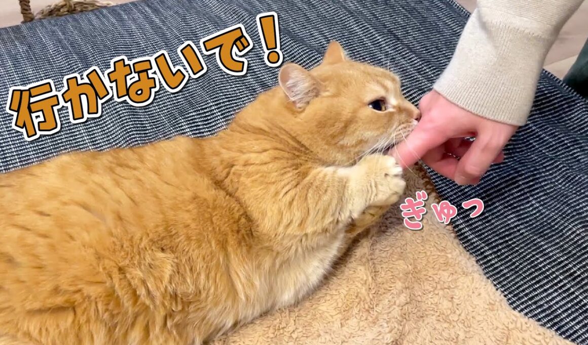 帰省するパパを引き止めようとする甘えん坊猫が可愛すぎる！