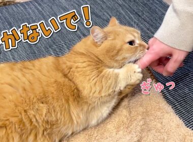 帰省するパパを引き止めようとする甘えん坊猫が可愛すぎる！