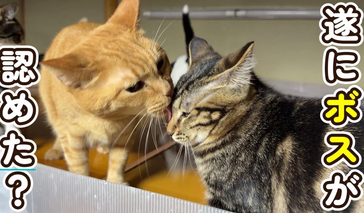 【遂にこの瞬間が】ボスが子猫を認めた瞬間