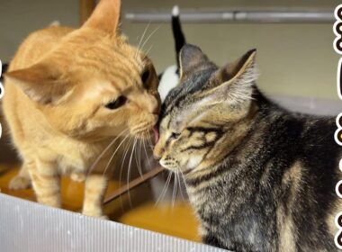 【遂にこの瞬間が】ボスが子猫を認めた瞬間