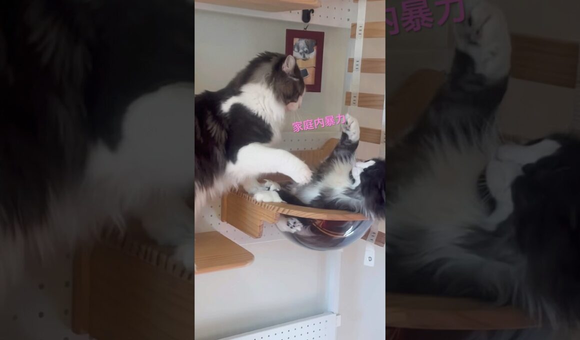 親を殴るなんて#ノルウェージャンフォレストキャット #母猫#猫の喧嘩