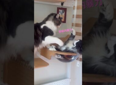 親を殴るなんて#ノルウェージャンフォレストキャット #母猫#猫の喧嘩