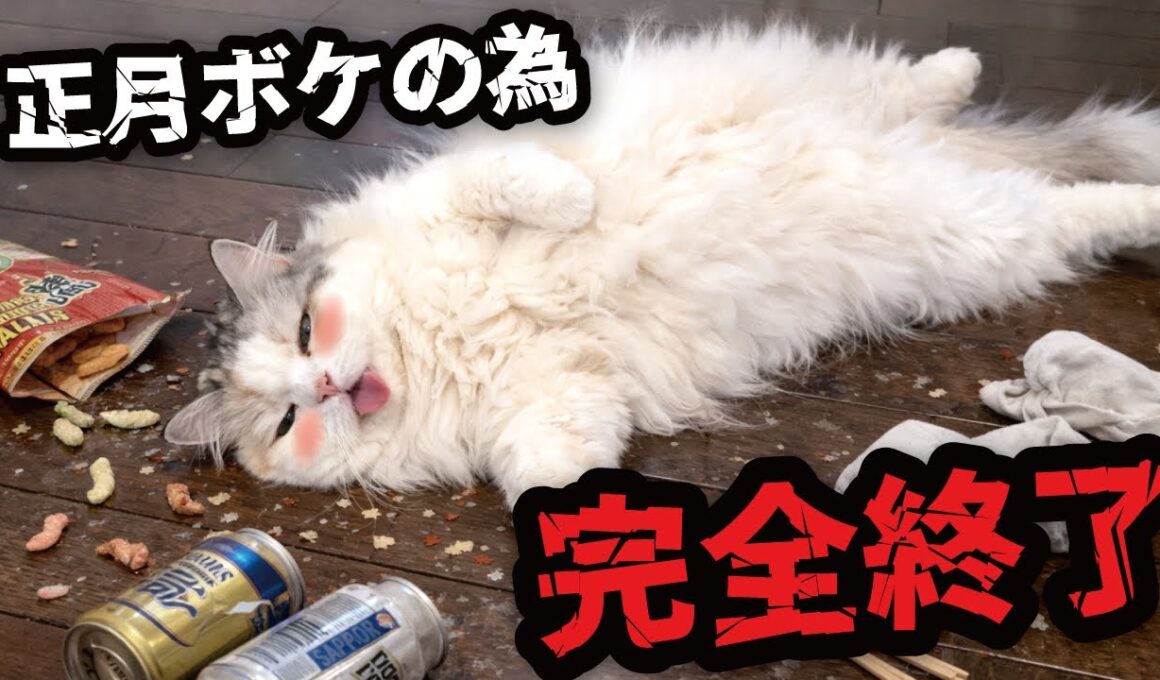 猫が正月ボケしてしまいました