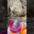 2026/01/03今日のかしちゃん #猫 #ペルシャ #カシス #cat #猫のいる暮らし