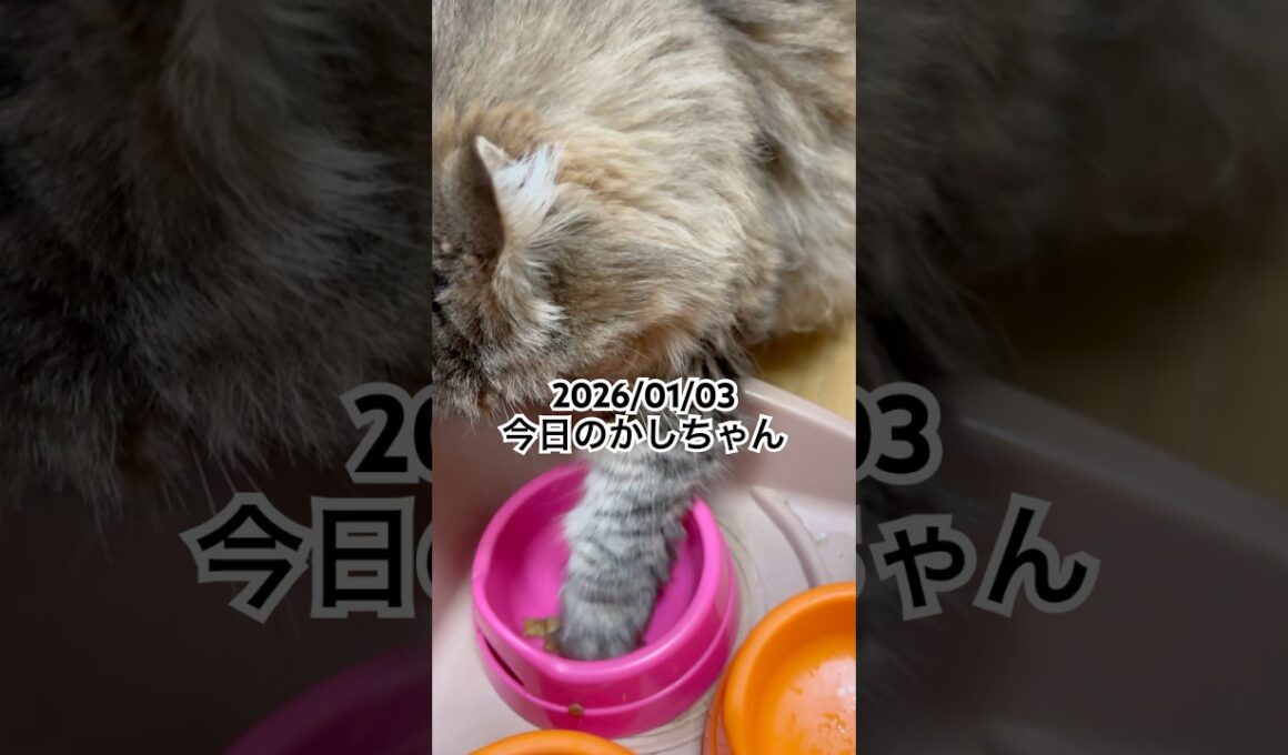 2026/01/03今日のかしちゃん #猫 #ペルシャ #カシス #cat #猫のいる暮らし