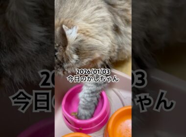 2026/01/03今日のかしちゃん #猫 #ペルシャ #カシス #cat #猫のいる暮らし