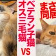 宿命の同居⁉︎オス三毛猫vsベテラン子猫 My male calico's trial living arrangement