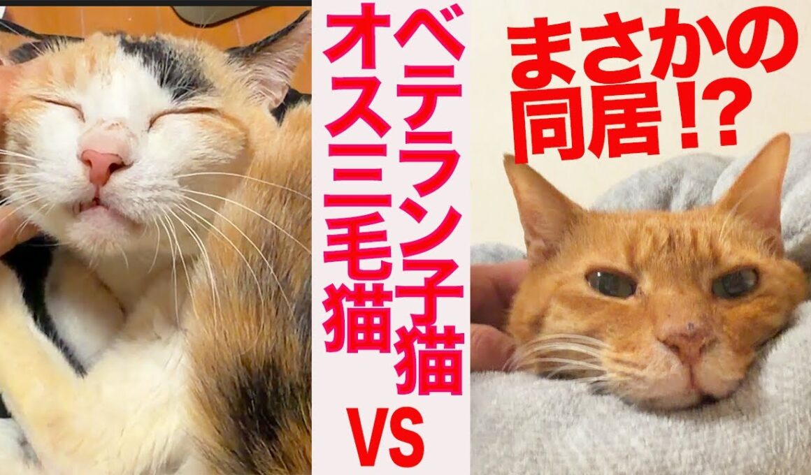 宿命の同居⁉︎オス三毛猫vsベテラン子猫 My male calico's trial living arrangement