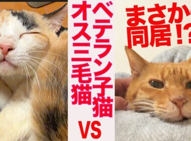 宿命の同居⁉︎オス三毛猫vsベテラン子猫 My male calico's trial living arrangement