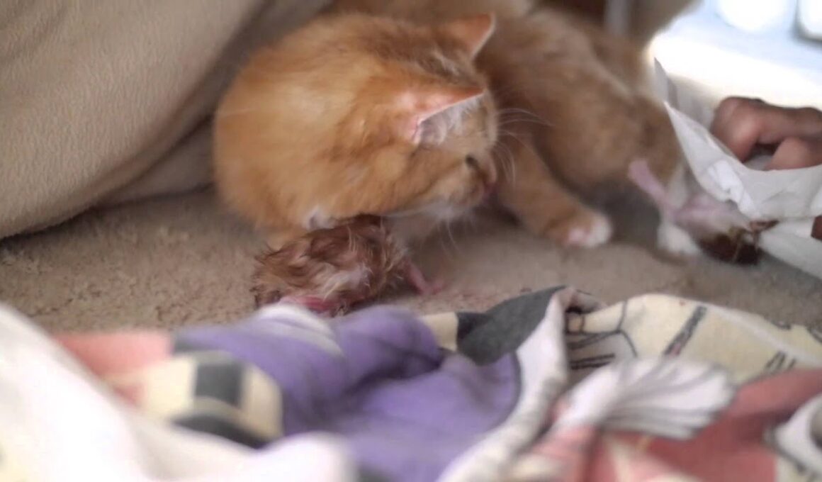 短足猫マンチカンの出産日記