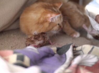 短足猫マンチカンの出産日記