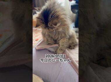 2026/01/03今日のしーちゃん #猫 #ペルシャ #シエル #cat #猫のいる暮らし