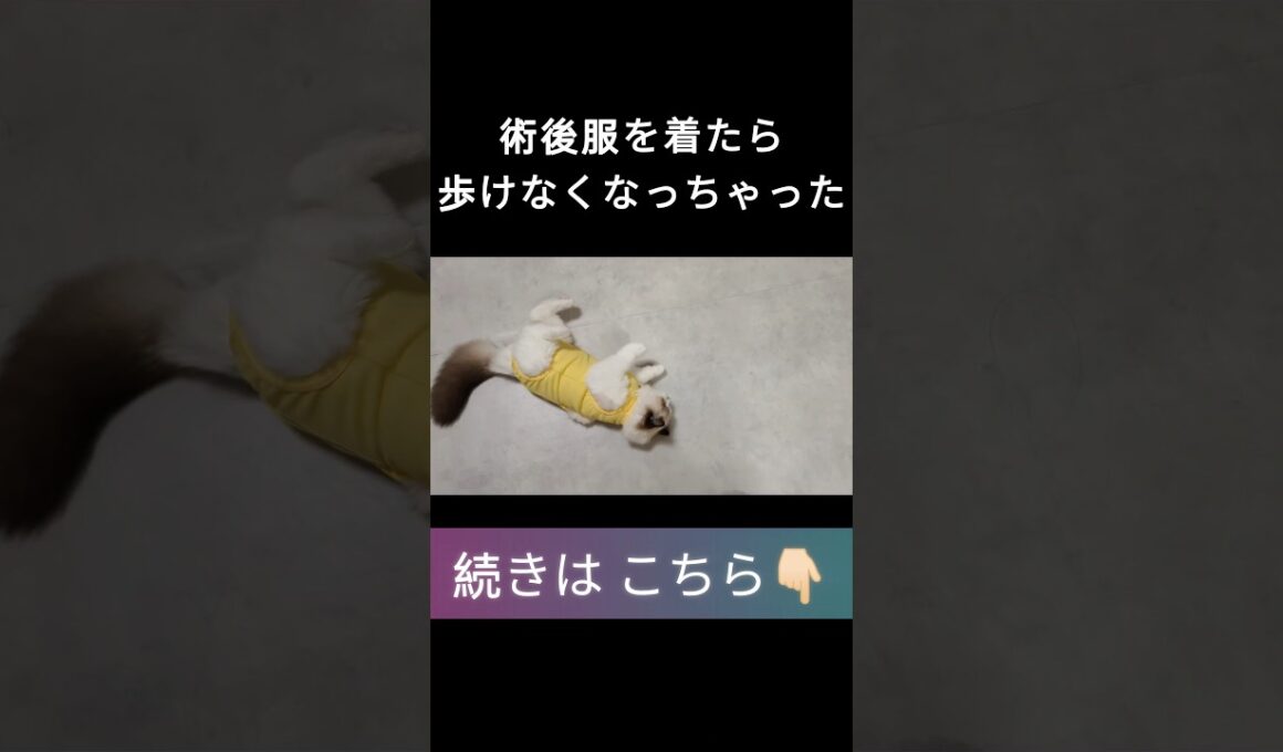 #shorts #ラグドール #子猫 #甘えん坊猫 #避妊手術 #ragdollcat