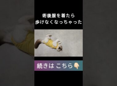 #shorts #ラグドール #子猫 #甘えん坊猫 #避妊手術 #ragdollcat
