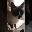 今日のシャム猫さん#猫 #ねこ #cat #Shorts