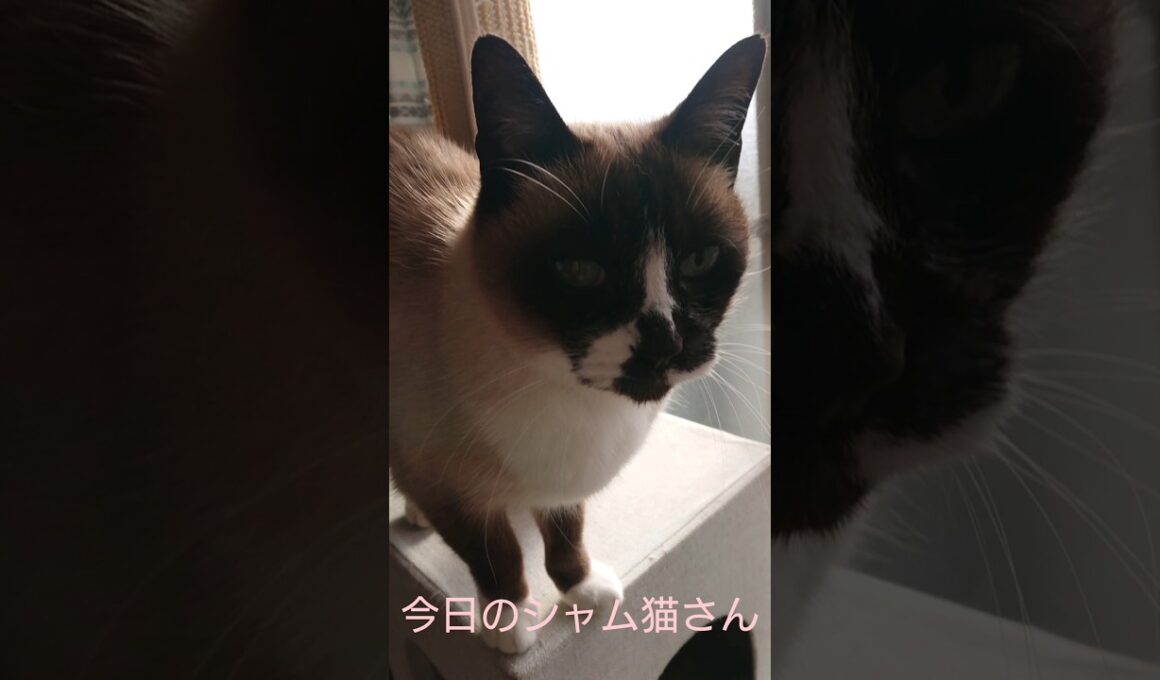 今日のシャム猫さん#猫 #ねこ #cat #Shorts