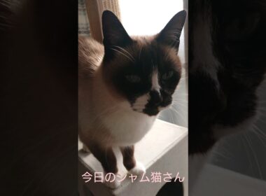 今日のシャム猫さん#猫 #ねこ #cat #Shorts