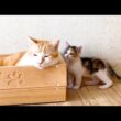 いたずらをした子猫に起こった悲劇ww