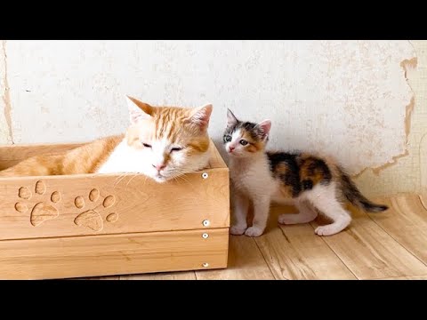 いたずらをした子猫に起こった悲劇ww