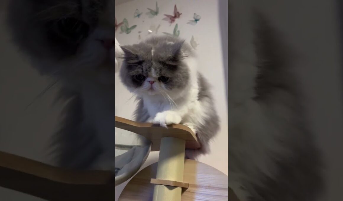 くつろぐおもち😸