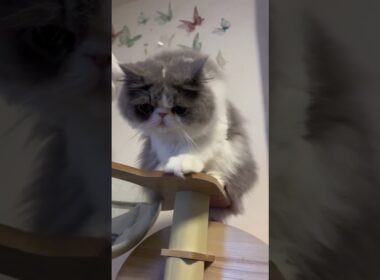 くつろぐおもち😸