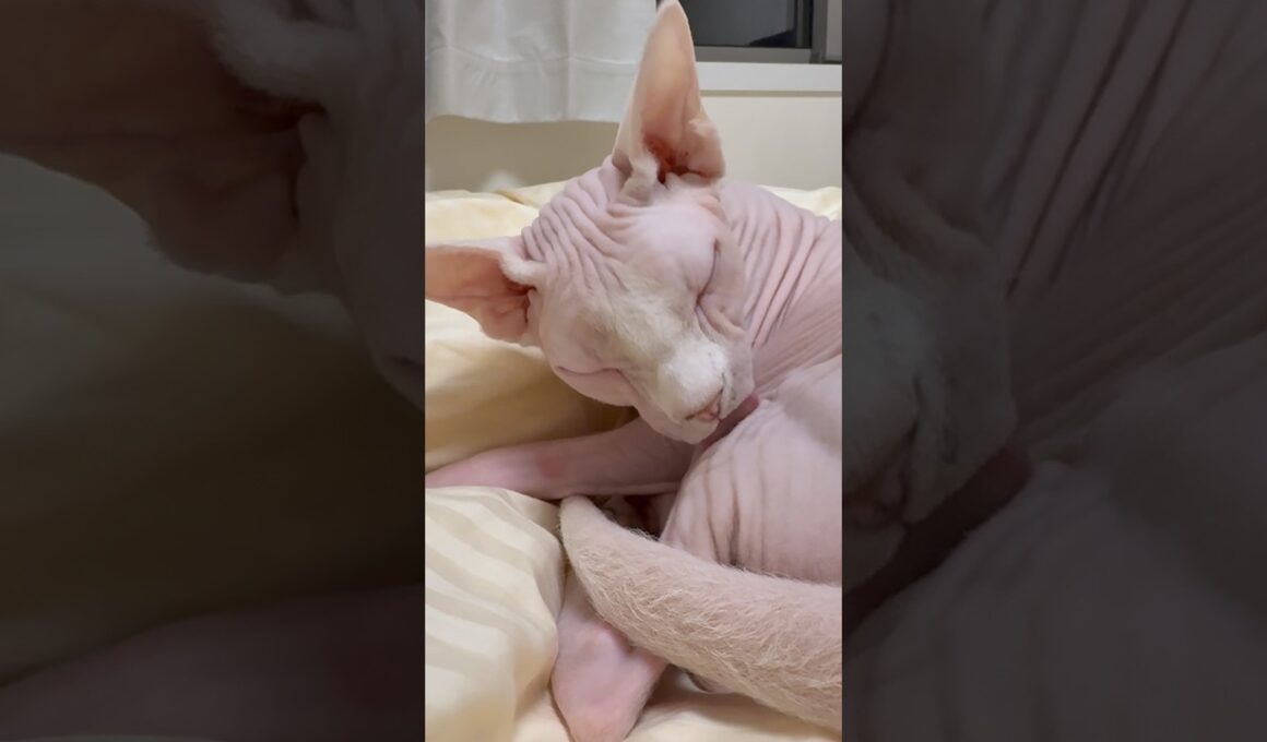 猫アレクサンドラの毛繕い【スフィンクス】