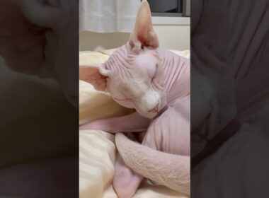 猫アレクサンドラの毛繕い【スフィンクス】