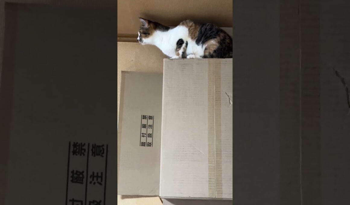 三毛猫ミックス「ここまで、上れないだろ。シャムの子ネコ雫ちゃん」