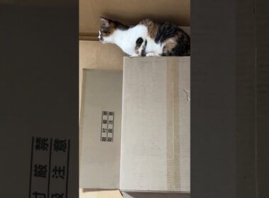 三毛猫ミックス「ここまで、上れないだろ。シャムの子ネコ雫ちゃん」