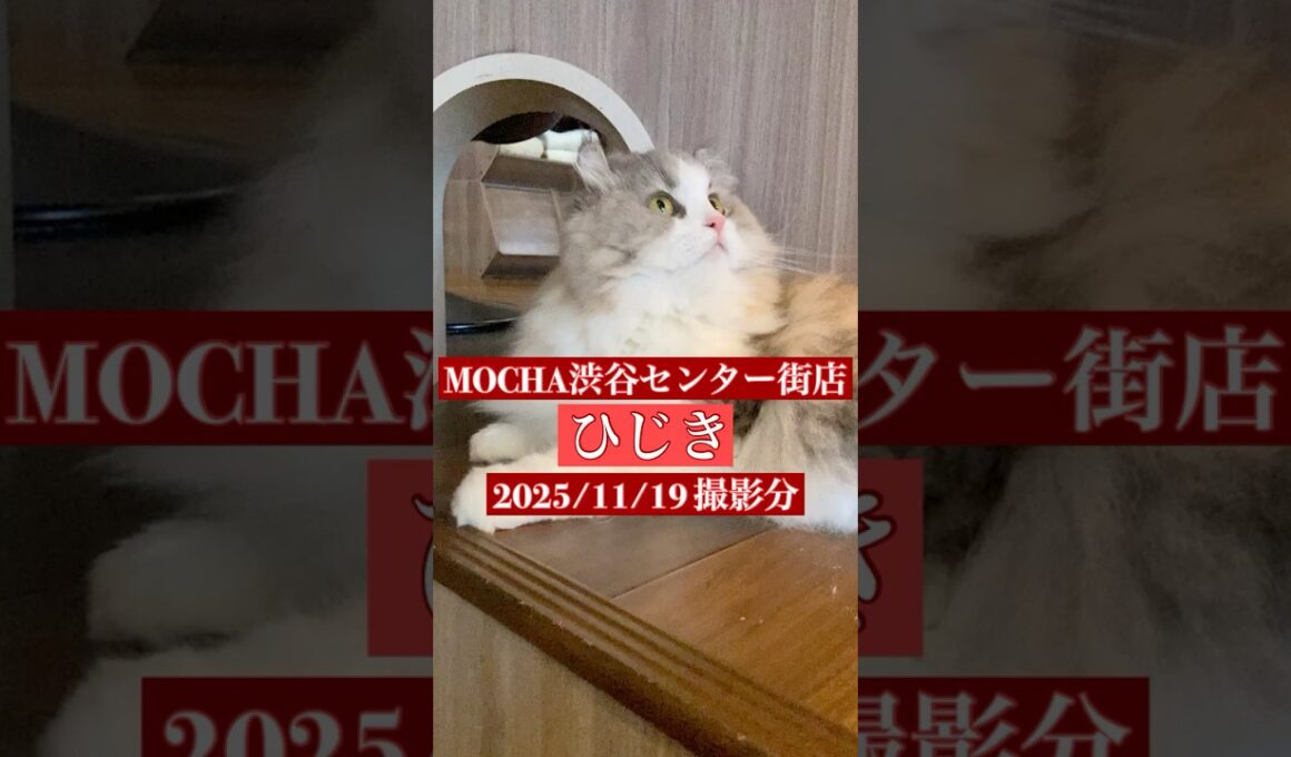 🐱ひじき🐱　(アメリカンカール♂)　猫カフェMOCHA渋谷センター街店　2025/11/19 撮影分　#日替わり猫カフェにゃんこ