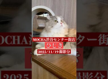 🐱ひじき🐱　(アメリカンカール♂)　猫カフェMOCHA渋谷センター街店　2025/11/19 撮影分　#日替わり猫カフェにゃんこ