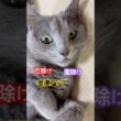 愛猫の◯◯を集めてます❤️ #猫 #ロシアンブルー #猫のいる暮らし  #shorts