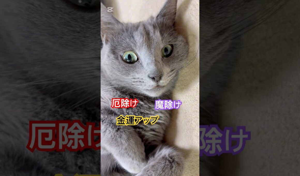 愛猫の◯◯を集めてます❤️ #猫 #ロシアンブルー #猫のいる暮らし  #shorts