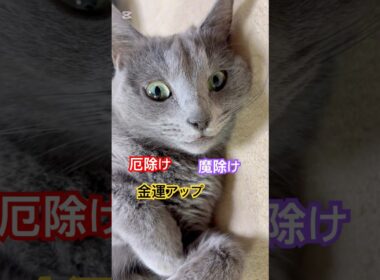 愛猫の◯◯を集めてます❤️ #猫 #ロシアンブルー #猫のいる暮らし  #shorts