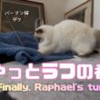 バーマン猫ラフ【やっとラフの番】Finally, Raphael's turn（バーマン猫）Birman/Cat