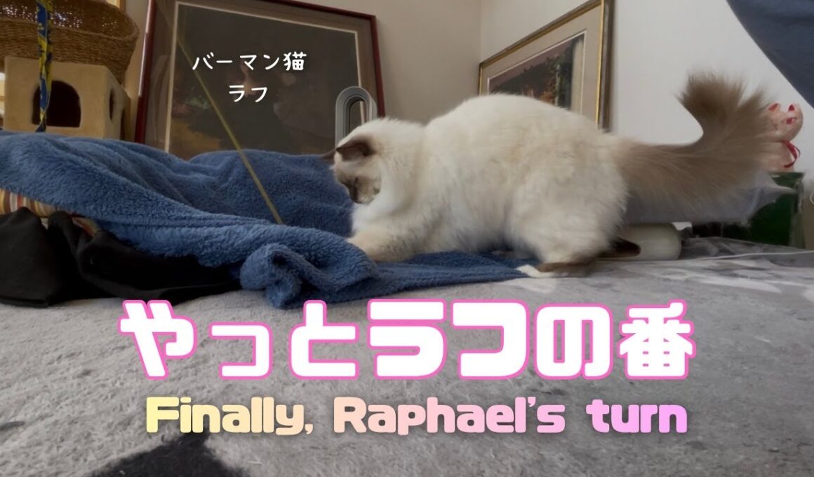 バーマン猫ラフ【やっとラフの番】Finally, Raphael's turn（バーマン猫）Birman/Cat