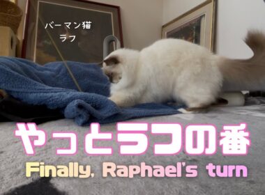 バーマン猫ラフ【やっとラフの番】Finally, Raphael's turn（バーマン猫）Birman/Cat
