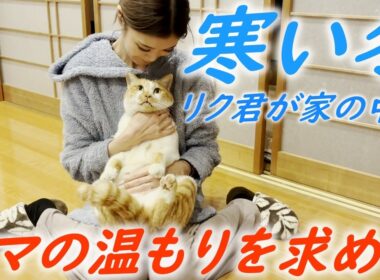 凍える冬の夜に庭子猫が家の中に入ってぬくもりを求めてきました！【三毛母猫の子猫】