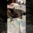 布団に来たシャムの子ねこパンダの前で、ネコジャラシをするキジシロのルル「パンダくん、楽しいぞ、ダイソーのネコジャラシ」
