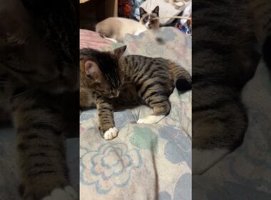 布団に来たシャムの子ねこパンダの前で、ネコジャラシをするキジシロのルル「パンダくん、楽しいぞ、ダイソーのネコジャラシ」