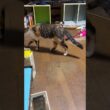 シャムの子ねこパンダ「三毛猫ミックス、キジシロのルルも何故、人に懐くんだ」
