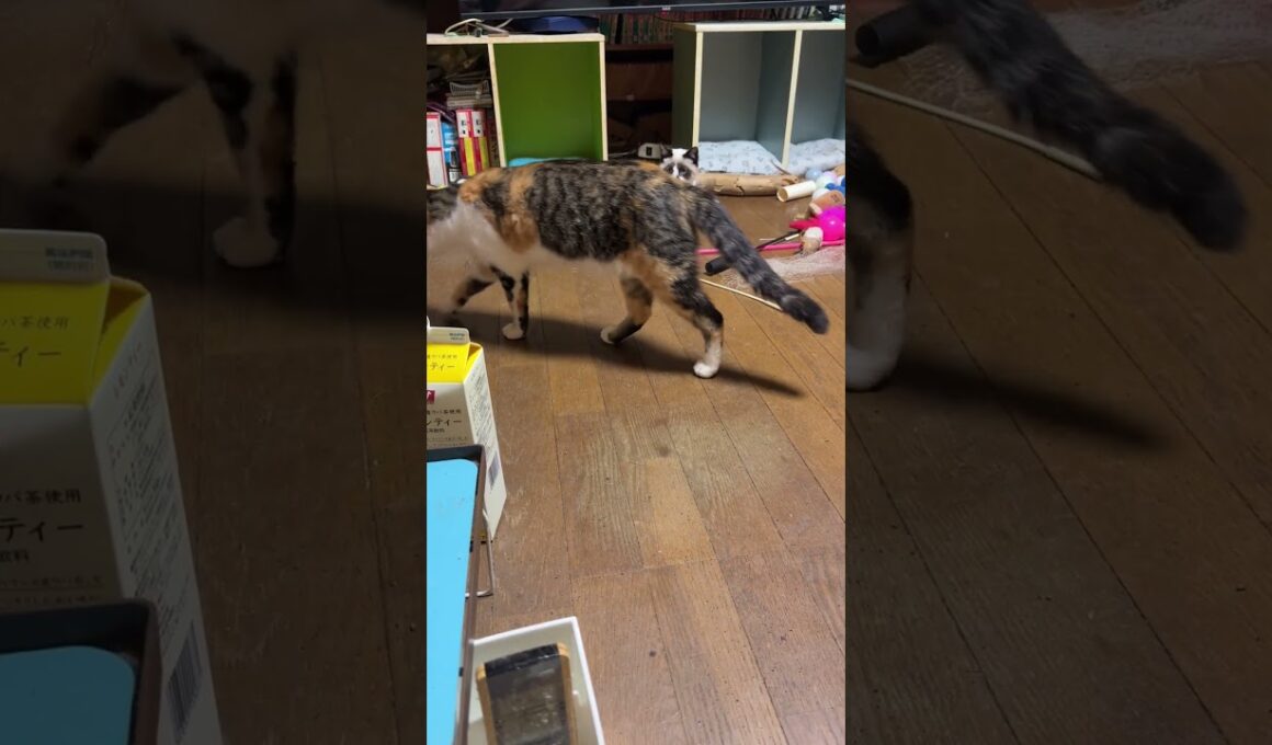 シャムの子ねこパンダ「三毛猫ミックス、キジシロのルルも何故、人に懐くんだ」